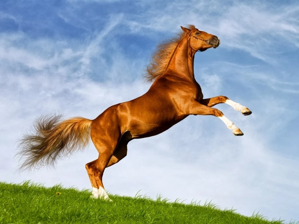 horse-imu
