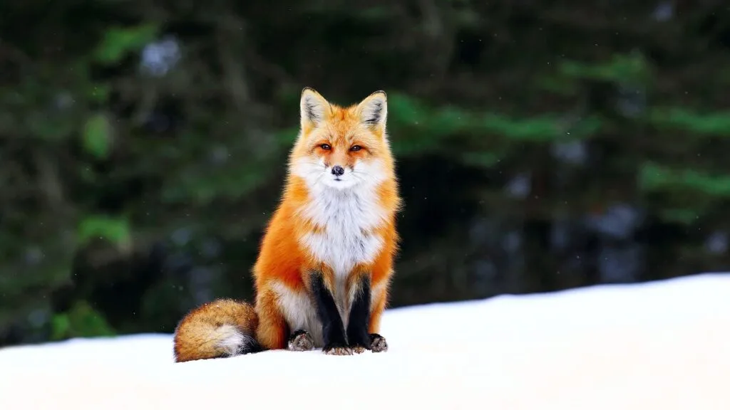 redfox-snow